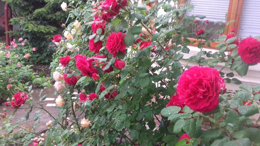  - Tess d urbervilles