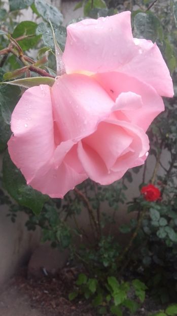  - nec roz bulgaresc