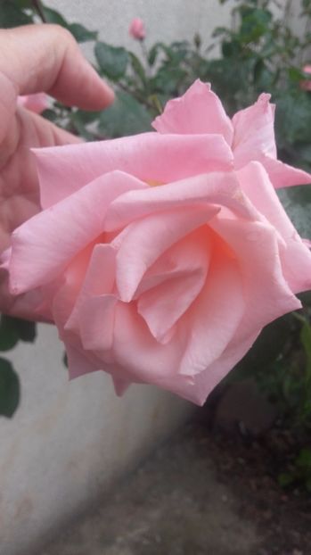  - nec roz bulgaresc