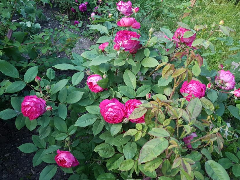  - 2 trandafiri 2017 I