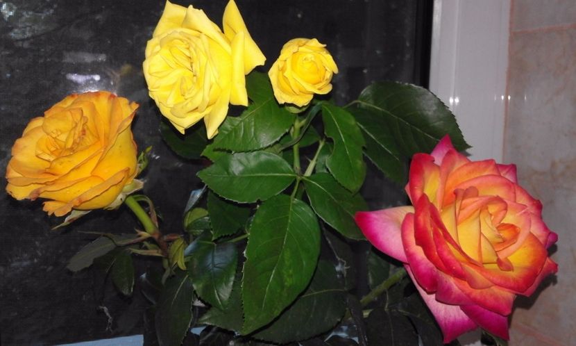  - Continuare la albumul Flori 2017