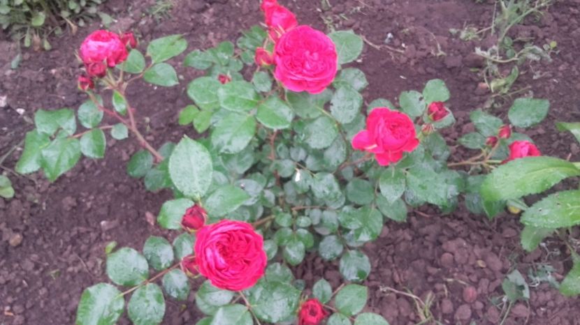  - Red Leonardo da Vinci