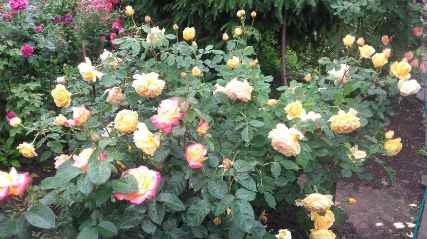  - Pullman Orient Express