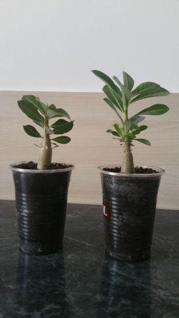 Adenium - AAAdenium vechiiiii grasuneiiii