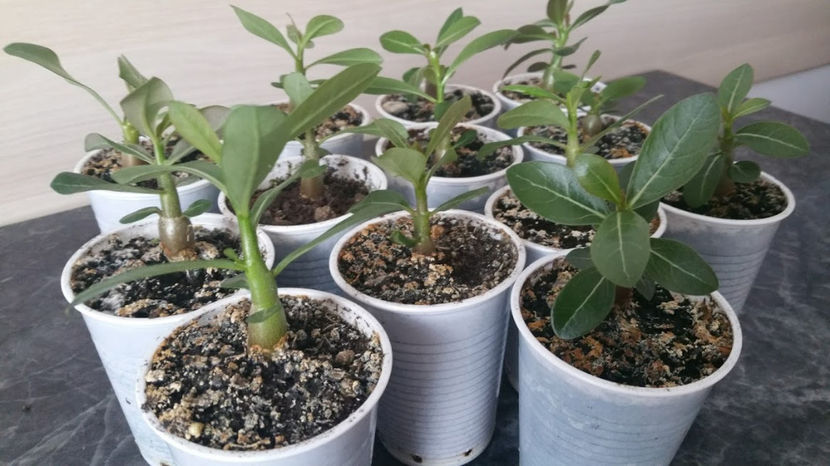 Adenium - AAAdenium Noiiiiii Grasuneiiiiii