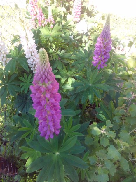  - AAAAA_LUPIN 2015_2017_2018_2019_2020