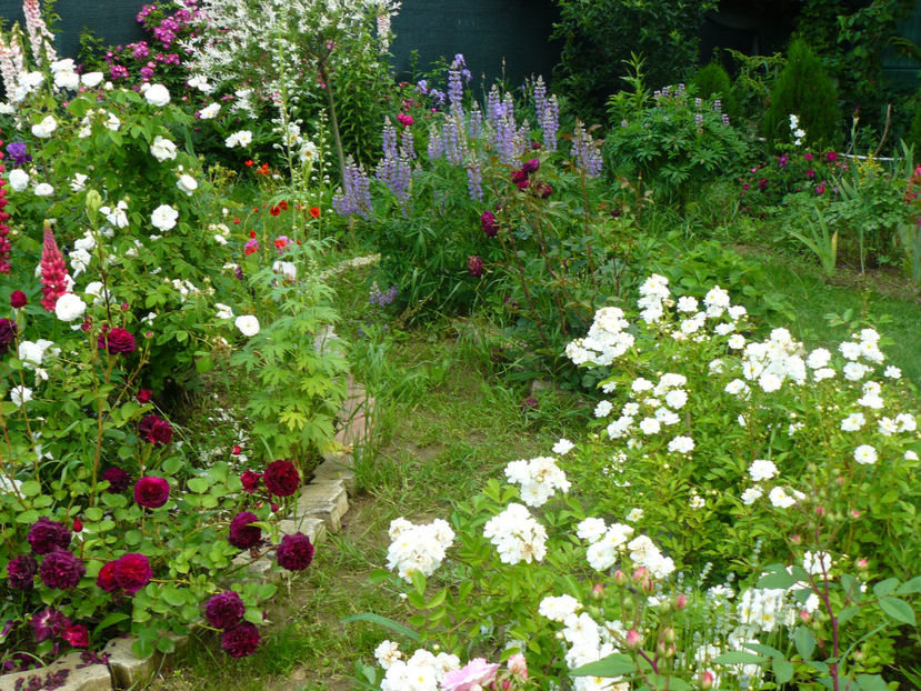 Mme Hardy, Dimov 6 si Guirlande dAmour - 2017_Idilic Garden_Trandafiri