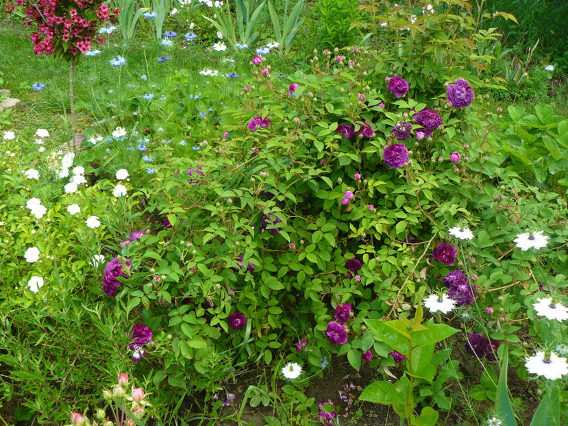 Cardinal Richelieu - 2017_Idilic Garden_Trandafiri