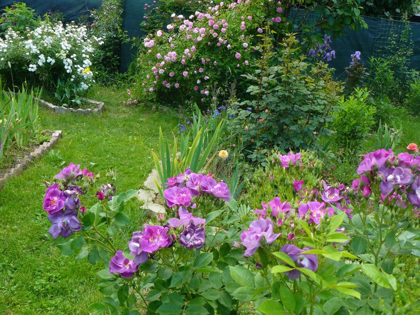 Chewbluemore - 2017_Idilic Garden_Trandafiri