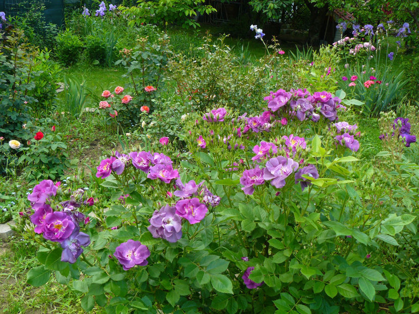 Chewbluemore - 2017_Idilic Garden_Trandafiri