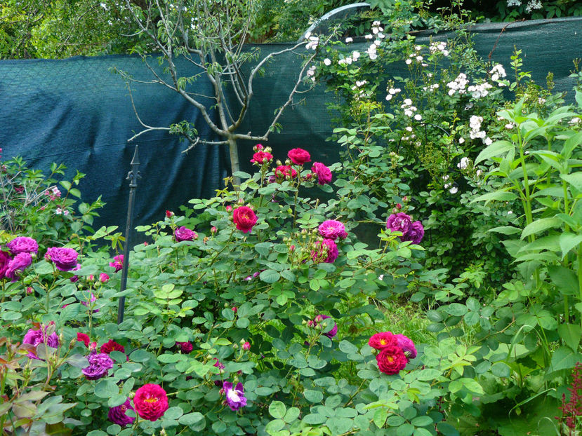 Gypsy Boy - 2017_Idilic Garden_Trandafiri