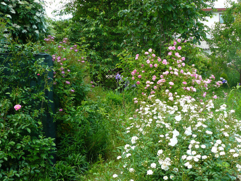 Francine Austin si Thousendschone - 2017_Idilic Garden_Trandafiri