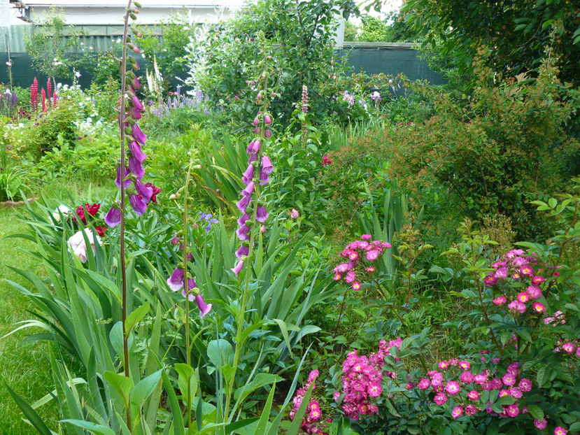 P1290276 - 2017_Idilic Garden_Trandafiri