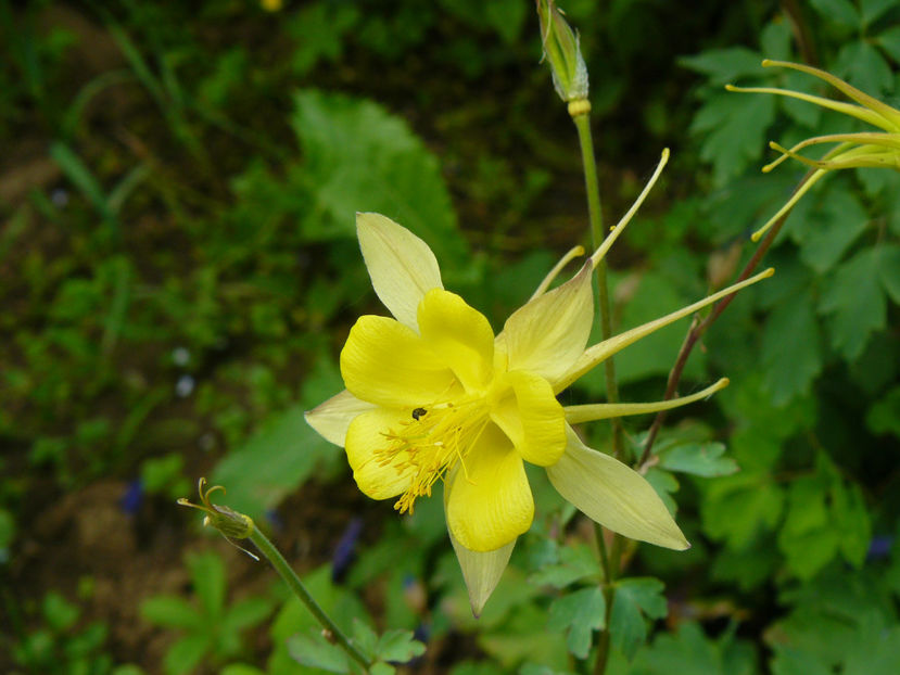 Orlik Spring Magic Yellow - 2017_Idilic Garden_Trandafiri