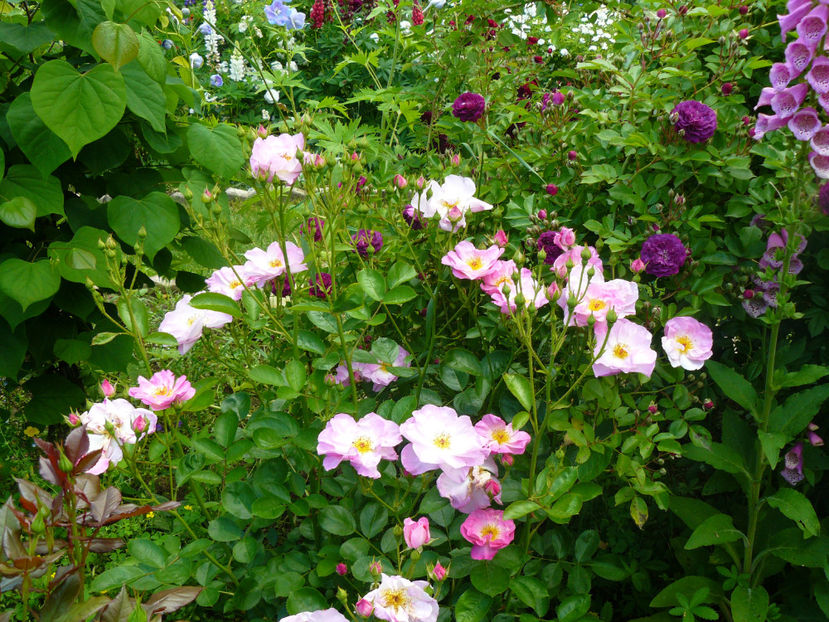 Escapade si Blue Magenta - 2017_Idilic Garden_Trandafiri