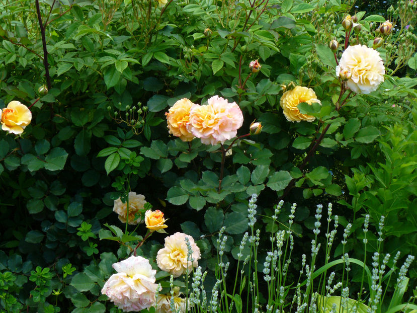 Rose de Gerberoy - 2017_Idilic Garden_Trandafiri