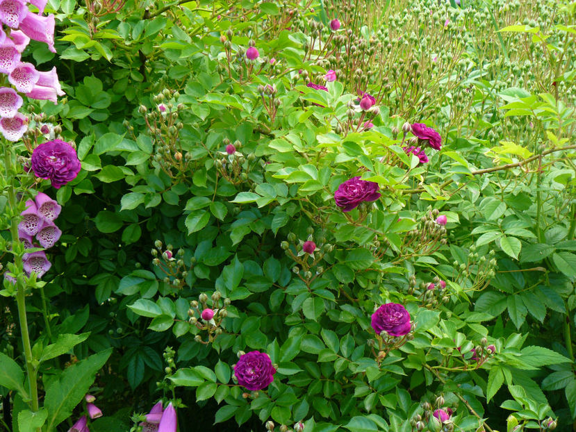 Blue Magenta urmeaza ! - 2017_Idilic Garden_Trandafiri