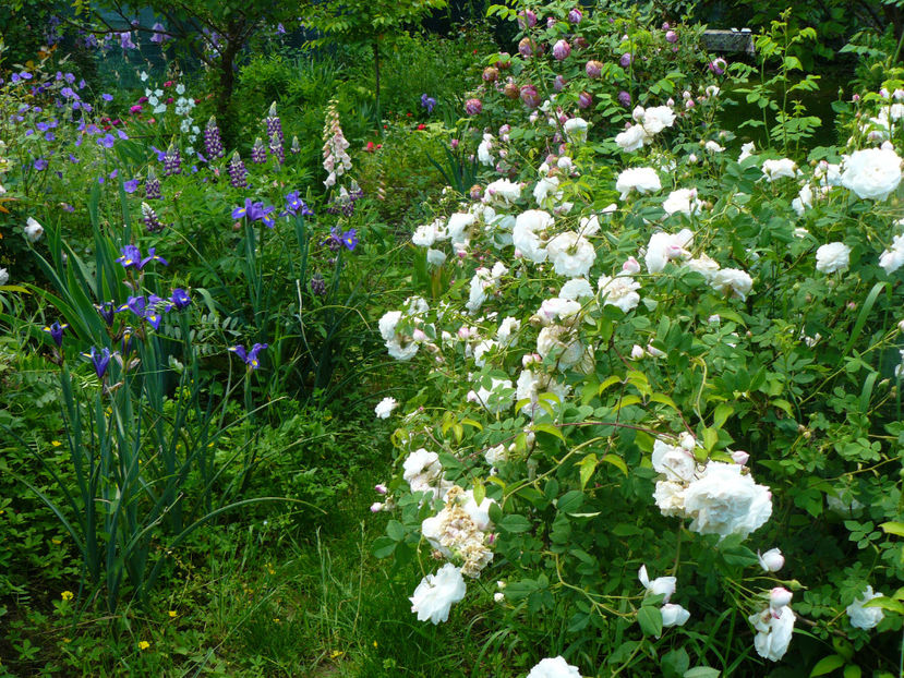 Mme Plantiere - 2017_Idilic Garden_Trandafiri