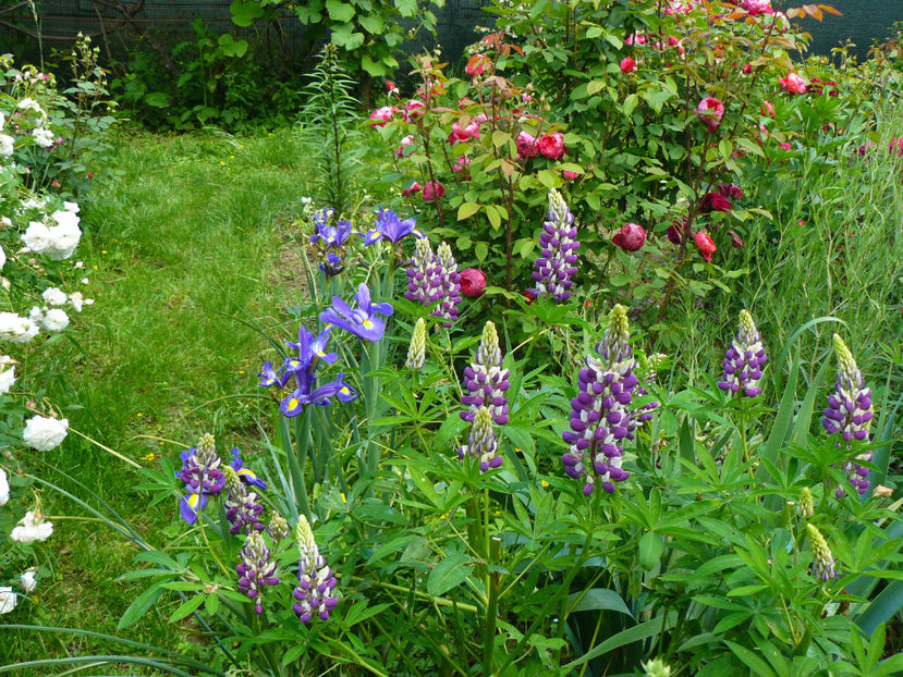 P1290327 - 2017_Idilic Garden_Trandafiri
