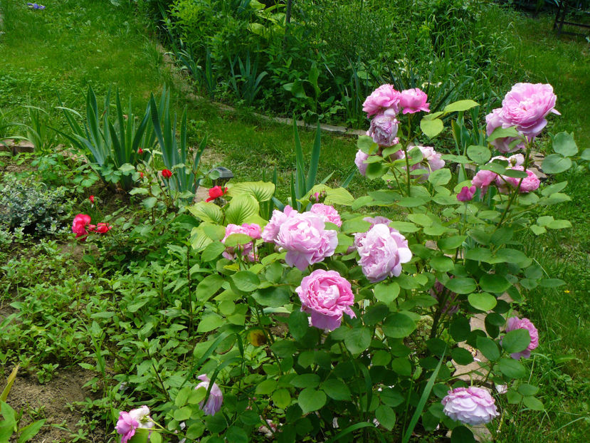 Ingrid Wendl si Rose Mary - 2017_Idilic Garden_Trandafiri