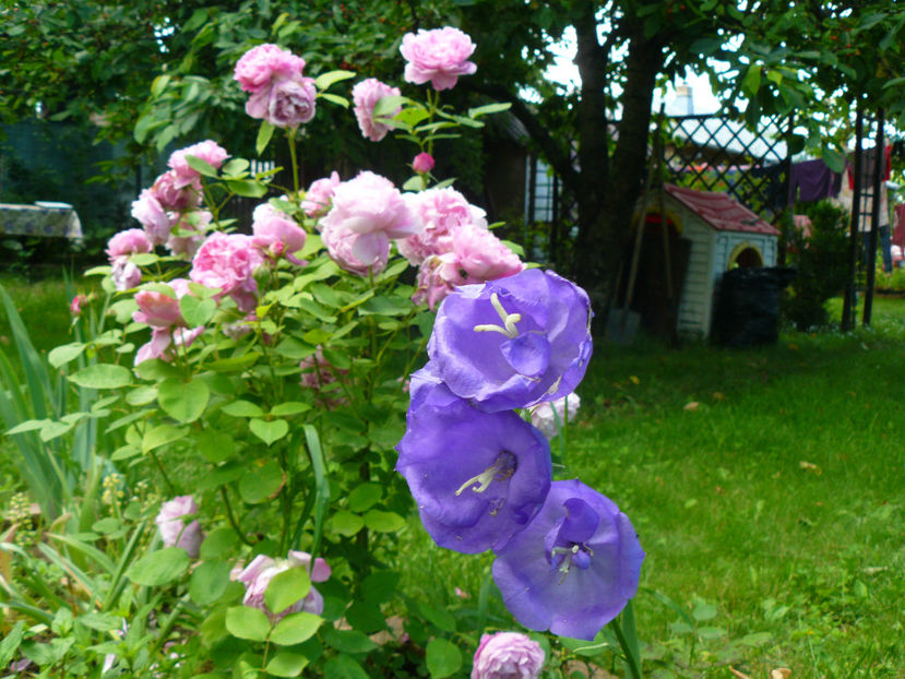 Azure Beauty si Rose Mary - 2017_Idilic Garden_Trandafiri