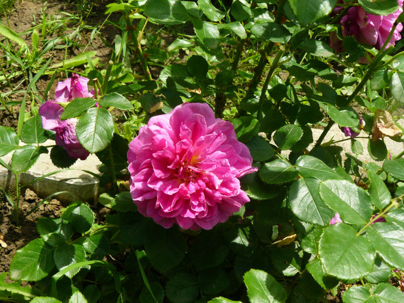 Princess Anne - 2017_Idilic Garden_Trandafiri