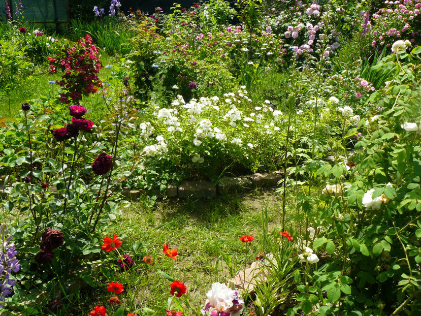 Geum Fire Ball si Guirlande dAmour - 2017_Idilic Garden_Trandafiri