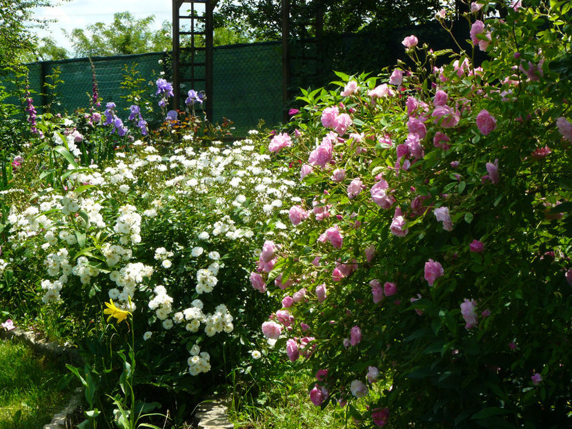 Francine Austin si Thousendschone - 2017_Idilic Garden_Trandafiri