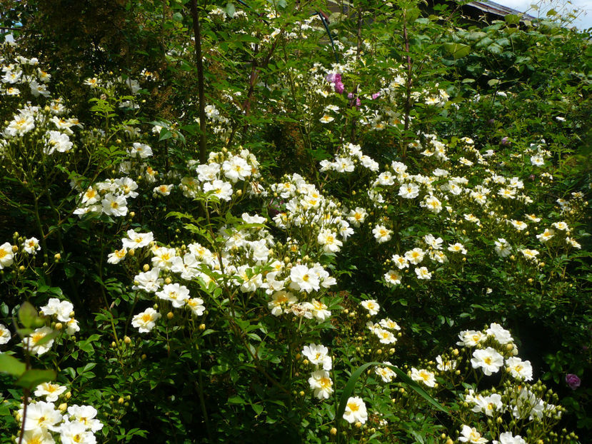 Uriasa Helena Semiplena - 2017_Idilic Garden_Trandafiri