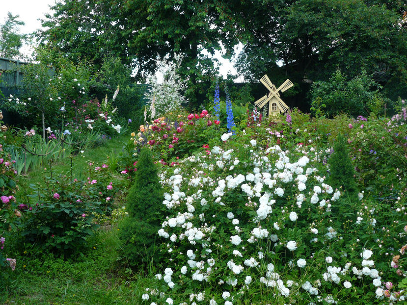 Mme Plantiere - 2017_Idilic Garden_Trandafiri