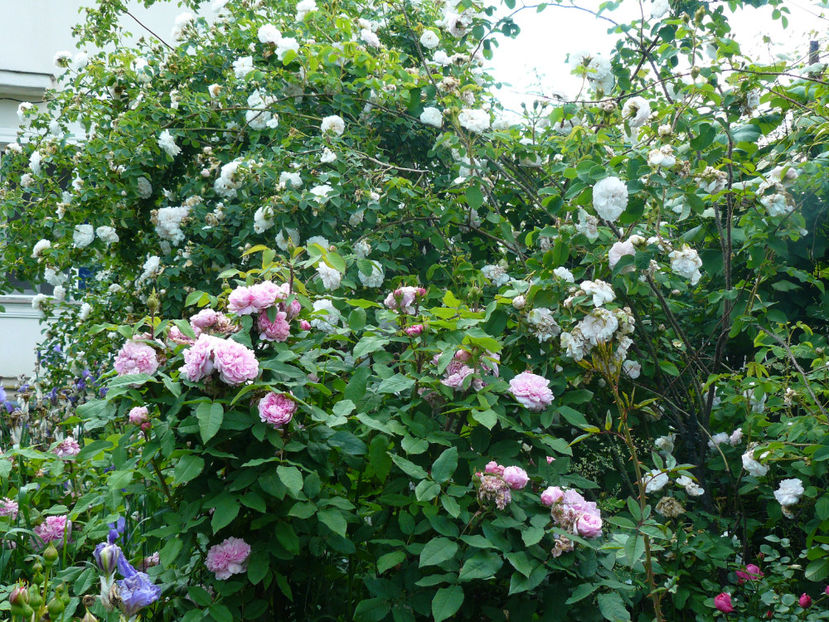 Jacques Cartier sufocat de irisi... - 2017_Idilic Garden_Trandafiri