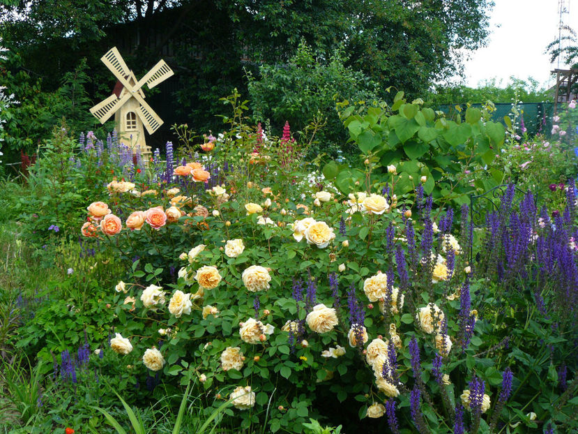 Teasing Georgia - 2017_Idilic Garden_Trandafiri