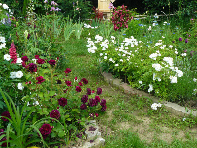 Dimov 6 si Guirlande dAmour - 2017_Idilic Garden_Trandafiri