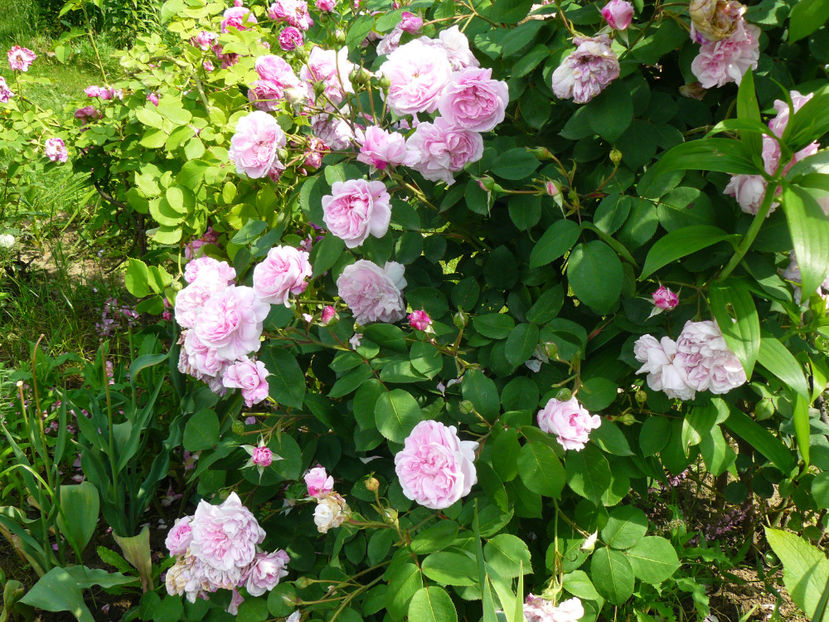 Maidens blush - 2017_Idilic Garden_Trandafiri