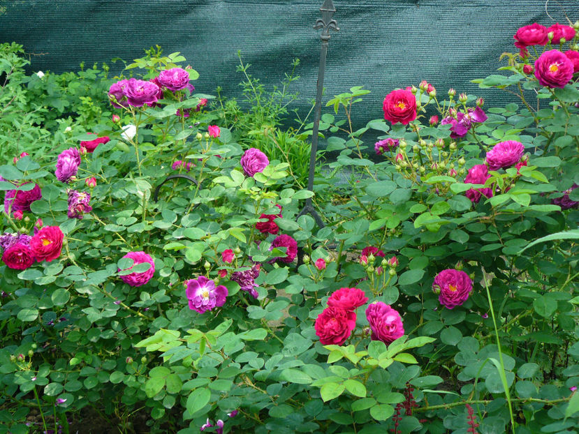 Gypsy Boy - 2017_Idilic Garden_Trandafiri