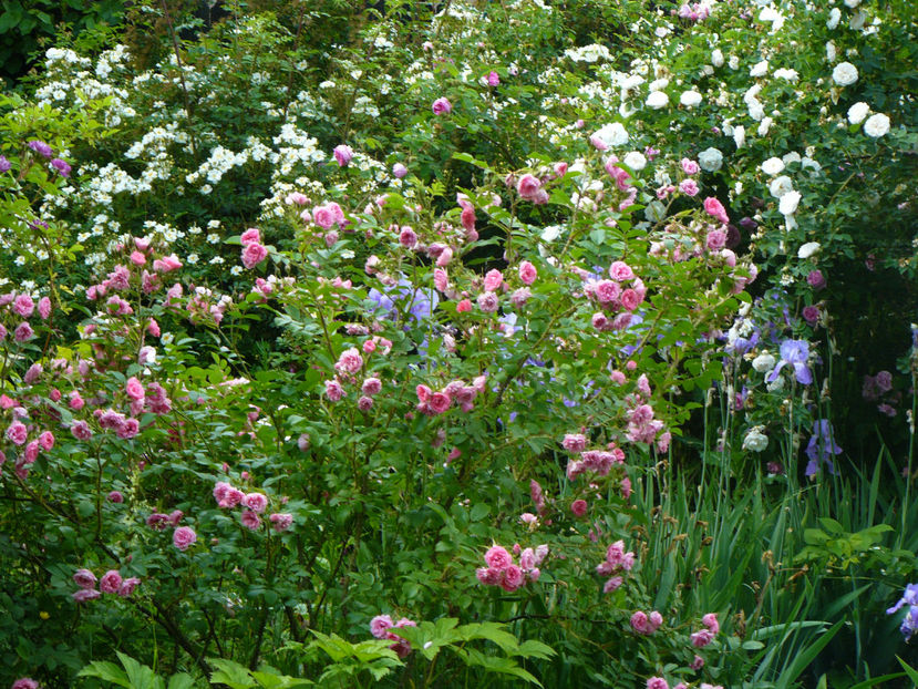 Pink Grootendorst - 2017_Idilic Garden_Trandafiri