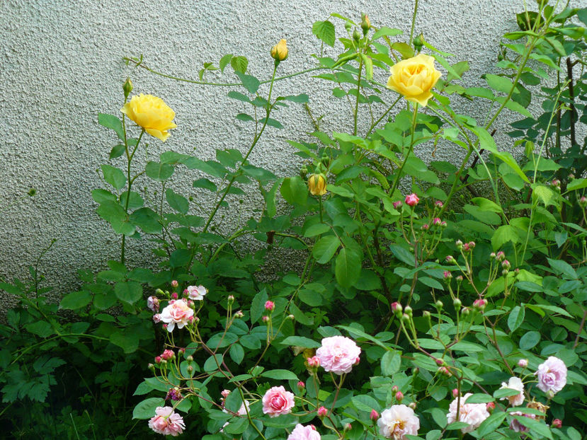 Graham Thomas si Cornelia - 2017_Idilic Garden_Trandafiri