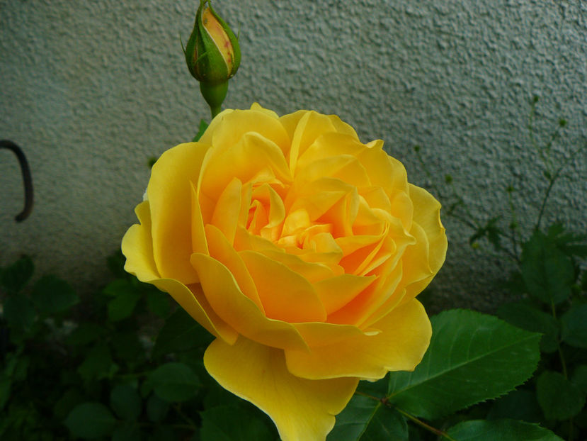 Graham Thomas - 2017_Idilic Garden_Trandafiri