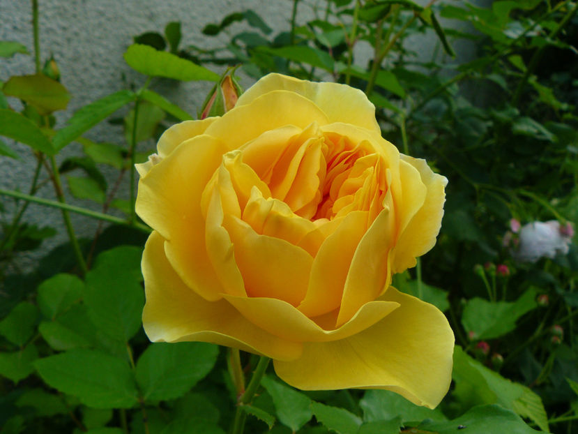 Graham Thomas - 2017_Idilic Garden_Trandafiri