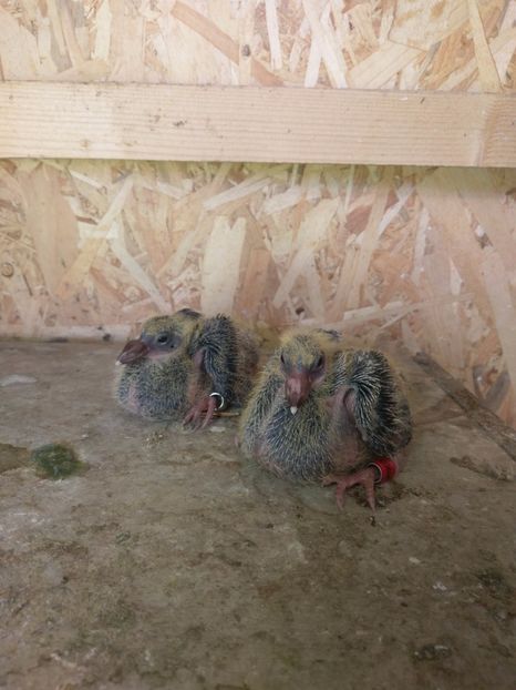 2 masculi - Pui 2017 voiajori