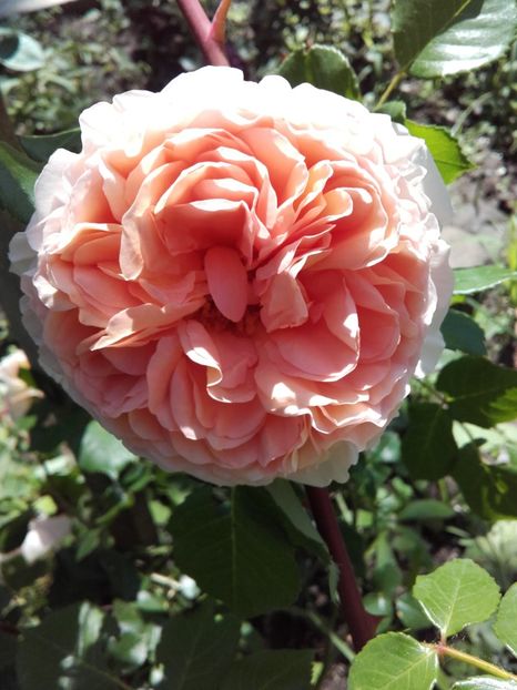  - 30-Abraham Darby