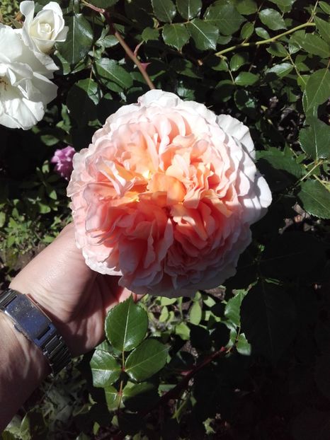  - 30-Abraham Darby