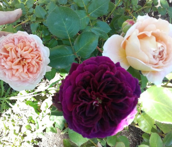 20170529_115911-1 - 30-Abraham Darby