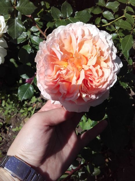  - 30-Abraham Darby