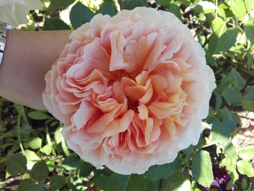  - 30-Abraham Darby