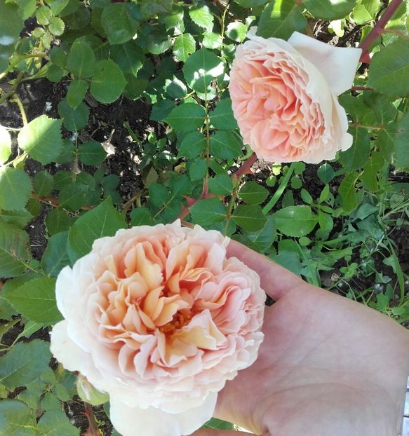  - 30-Abraham Darby