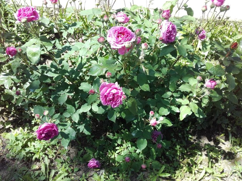  - 33-posibil Madame de Sevigne