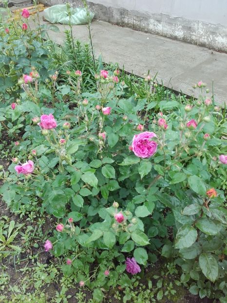  - 33-posibil Madame de Sevigne