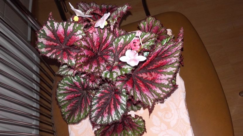 Begonia_Acclamation[1] - Begoniile mele Rex