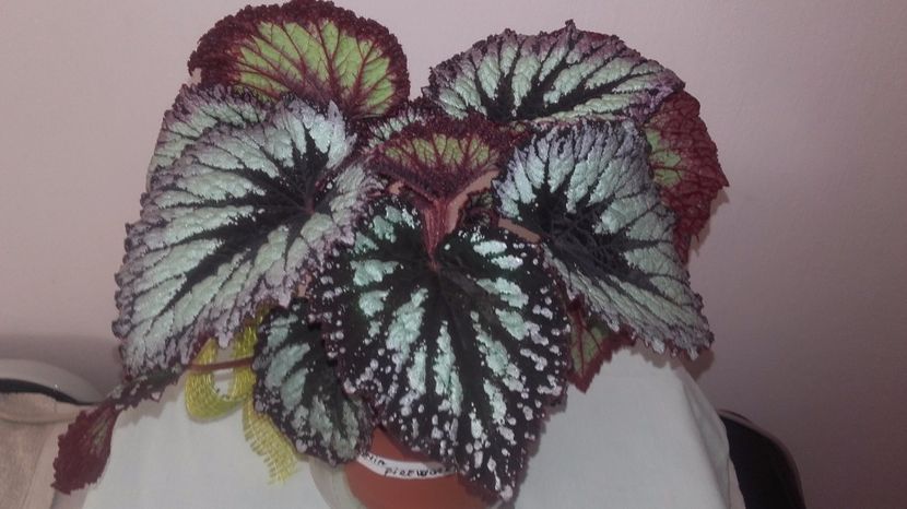 Begonia_Fireworks[1] - Begoniile mele Rex